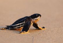 Pico em ninhos de tartarugas marinhas enquanto as praias ficam vazias devido ao bloqueio da Covid-19