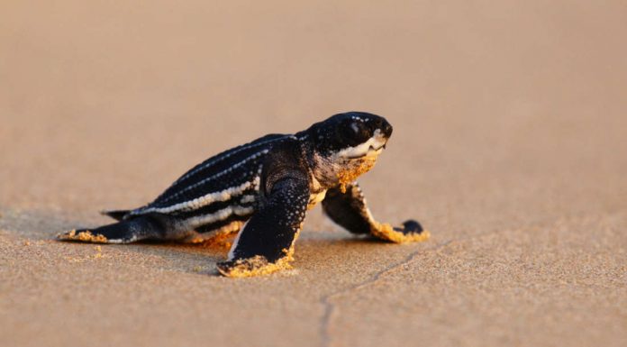 Pico em ninhos de tartarugas marinhas enquanto as praias ficam vazias devido ao bloqueio da Covid-19