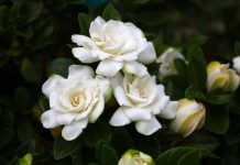 Gardênia: a flor que perfuma e combate a inflamação, indigestão e muito mais.