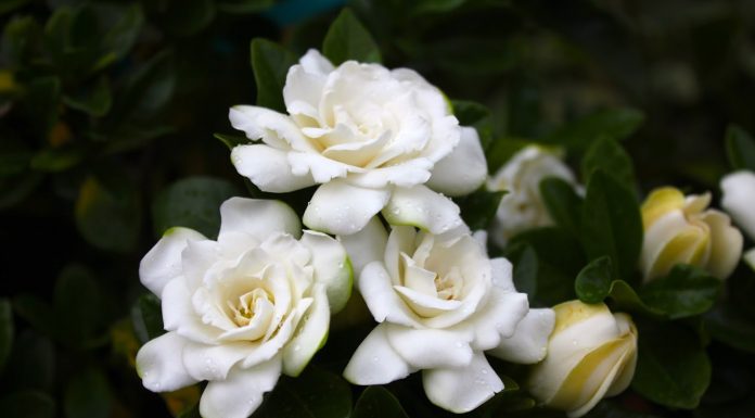 Gardênia: a flor que perfuma e combate a inflamação, indigestão e muito mais.