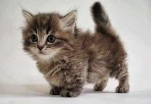 Gatos Munchin, a raça de gatos que não crescem.
