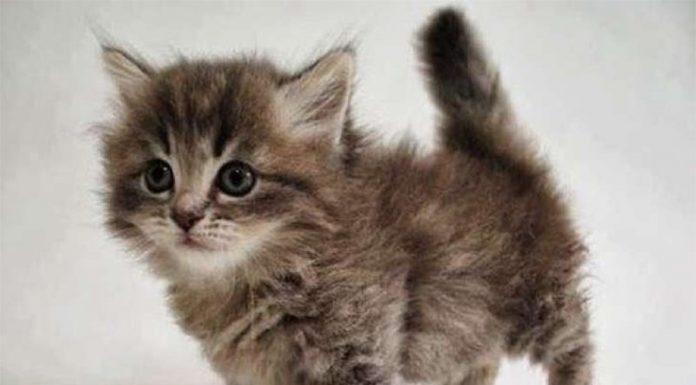 Gatos Munchin, a raça de gatos que não crescem.