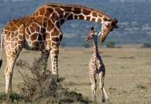 Girafas declaradas “extintas” em sete países.