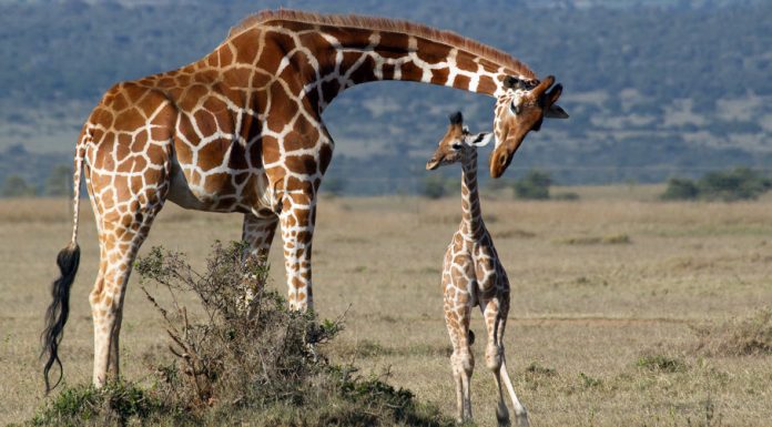 Girafas declaradas “extintas” em sete países.