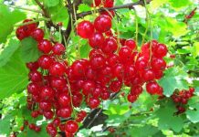 Benefícios da groselha: saiba o que a frutinha vermelha pode fazer pela sua saúde.