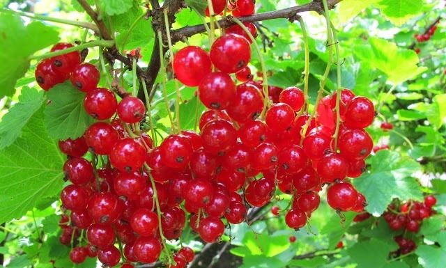 Benefícios da groselha: saiba o que a frutinha vermelha pode fazer pela sua saúde.