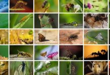 Cientistas lançam novo alerta à humanidade: insetos estão desaparecendo.