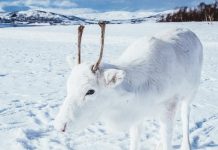 Cervo bebê encontrado muito raro na Noruega