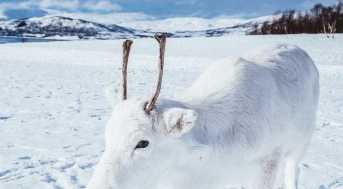 Cervo bebê encontrado muito raro na Noruega