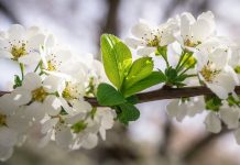 Benefícios da erva Meadowsweet que deu origem a Aspirina.