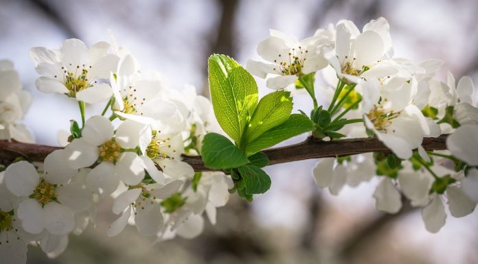 Benefícios da erva Meadowsweet que deu origem a Aspirina.