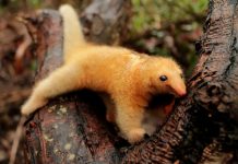 Você conhece o menor tamanduá do mundo? Saiba que ele vive no Brasil e cabe na palma da sua mão!