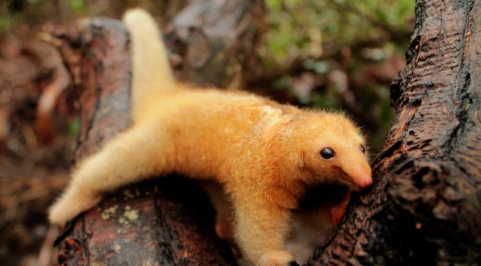 Você conhece o menor tamanduá do mundo? Saiba que ele vive no Brasil e cabe na palma da sua mão!