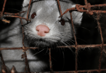 Visons estão sendo violentamente mortos por cílios postiços vendidos por varejistas.