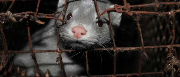 Visons estão sendo violentamente mortos por cílios postiços vendidos por varejistas.