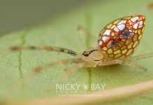 Essas aranhas parecem cobertas de espelhos.