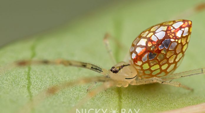 Essas aranhas parecem cobertas de espelhos.