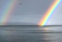 Serenidade em Seattle, enquanto as baleias orcas nadam pacificamente sob o arco-íris duplo.