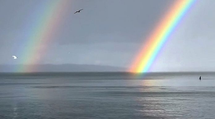 Serenidade em Seattle, enquanto as baleias orcas nadam pacificamente sob o arco-íris duplo.