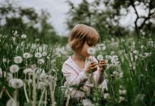 Propriedades medicinais do dente-de-leão.