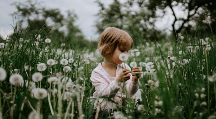 Propriedades medicinais do dente-de-leão.
