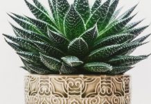 Receita simples e natural de sabão de Aloe vera para remover rugas e acne do rosto.