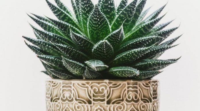 Receita simples e natural de sabão de Aloe vera para remover rugas e acne do rosto.