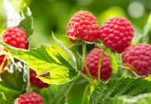 Os benefícios das folhas de framboesa para nosso corpo.