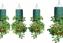 Como cultivar tomates invertidos.
