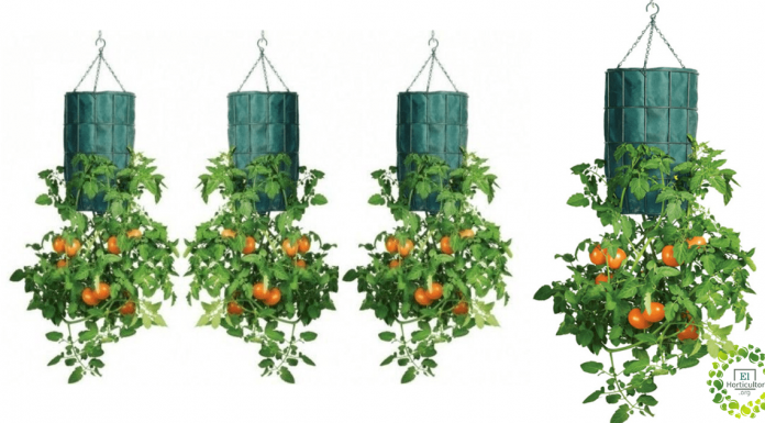 Como cultivar tomates invertidos.