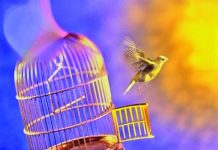 Um pássaro nascido em uma gaiola acredita que voar é uma doença.