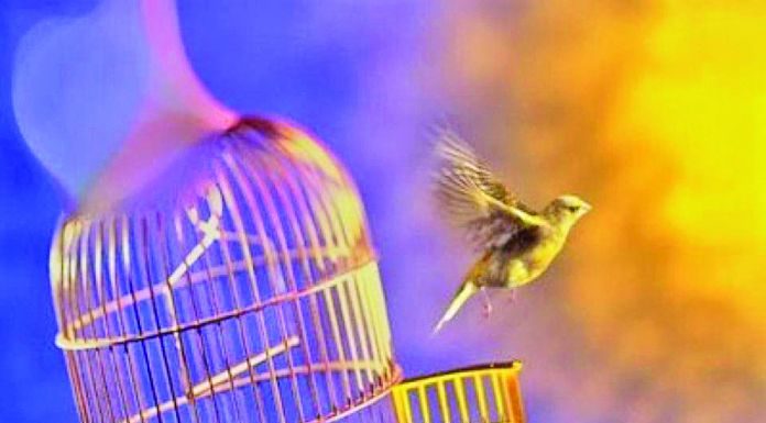 Um pássaro nascido em uma gaiola acredita que voar é uma doença.