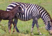 Esta zebra bebê é rara e linda pois nasceu com bolinhas na pele em vez de listras.