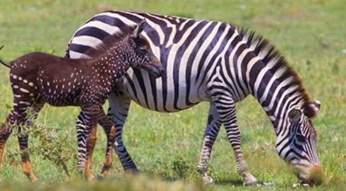 Esta zebra bebê é rara e linda pois nasceu com bolinhas na pele em vez de listras.