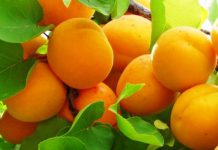 Benefícios do ginkgo biloba em doenças como Alzheimer e demência.