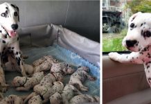 Um dálmata de 3 anos teve uma ninhada de 18 filhotes, um novo recorde.