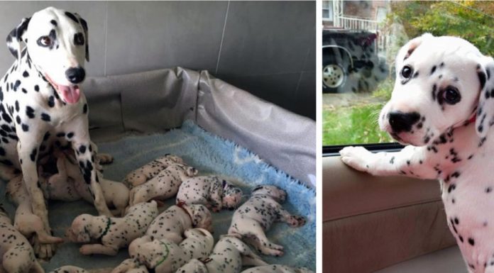 Um dálmata de 3 anos teve uma ninhada de 18 filhotes, um novo recorde.