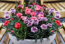 Cravo atrai boas energias e vitórias, aprenda a cultivar