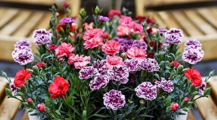 Cravo atrai boas energias e vitórias, aprenda a cultivar