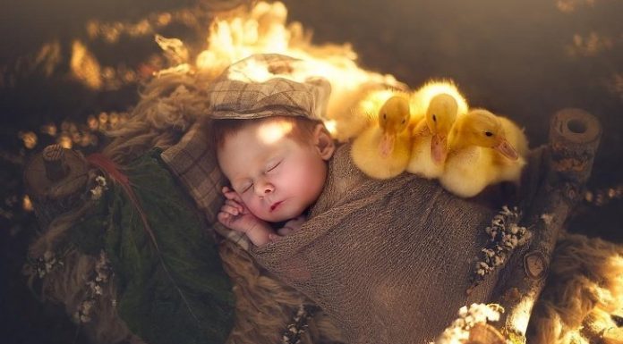 Fotos tocantes de bebês recém-nascidos abraçando animais bebês.