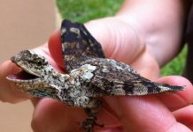 Dragões voadores: eles existem e mostram a beleza da nossa natureza!