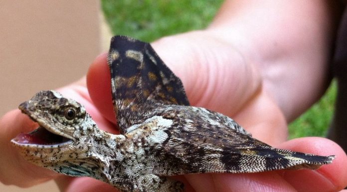 Dragões voadores: eles existem e mostram a beleza da nossa natureza!