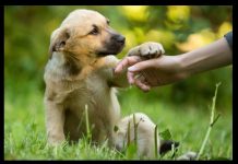 Se seu cachorro te dá uma pata, pode estar dizendo: EU TE AMO