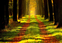 A floresta é uma droga sem efeitos colaterais.