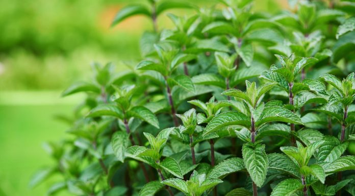 Jardim de hortelã vai salvá-lo de resfriados.