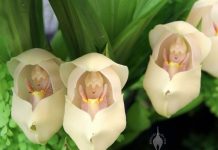 Flores que parecem ter ‘bebês dentro’ são fantásticas obras da natureza