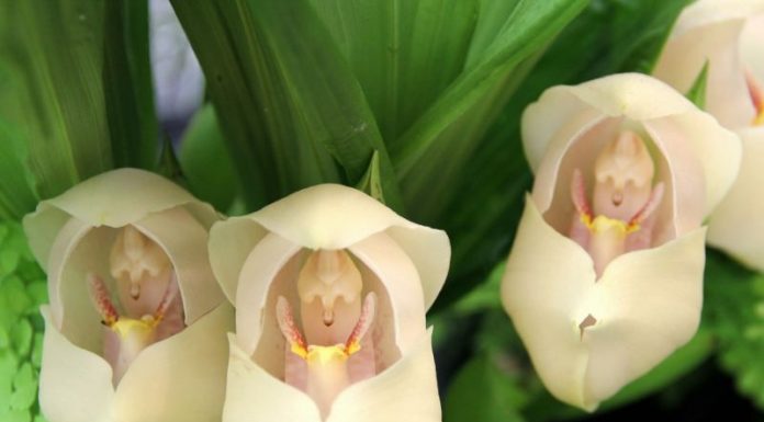 Flores que parecem ter ‘bebês dentro’ são fantásticas obras da natureza