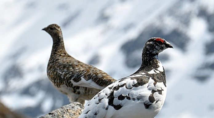 O Lagópode dos Alpes, um barômetro da degradação ambiental.