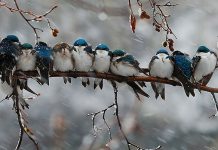 A andorinha, não é apenas um prenúncio da primavera.