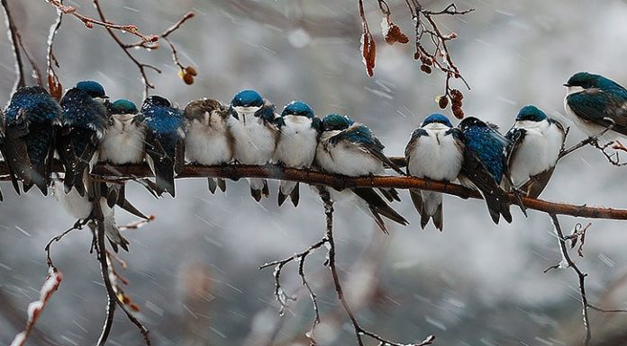A andorinha, não é apenas um prenúncio da primavera.